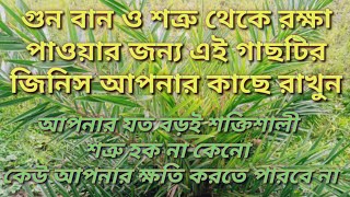 গুন বান ও শত্রুর কাছ থেকে রক্ষা পাওয়ার জন্য এই শক্তিশালী গাছটি জিনিসটি কাছে রাখুন।