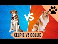 Australian kelpie vs Border collie - which one is best?