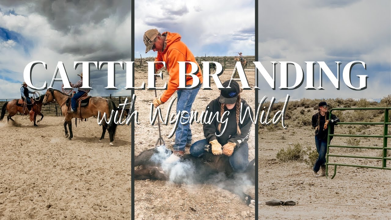 WYOMING FAMILY CATTLE BRANDING ON THE RANCH! Spring Time In Wyo! - YouTube