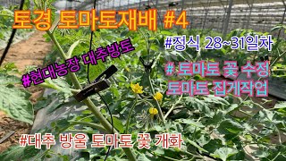 대추 방울토마토 토경재배 영농일지 #4 정식 후 28~31일차 토마토 꽃 수정 과 유인 작업 (집게 작업)