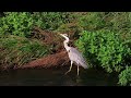 アオサギ２調布地区 2024 08 09 アオサギ 野鳥 birds wildlife nature 自然観察ぶらり散歩