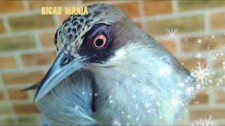 Playtube Pk Ultimate Video Sharing Website