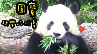 圓寶眯著眼睛吃竹葉，圓寶說：吃東西用嘴就可以了|熊貓貓熊The Giant Panda Yuan Yuan and Yuan Bao|台北市立動物園