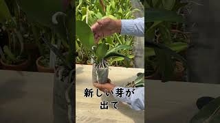 【洋蘭】これ枯れてますか？[orchid]Is this dried up?@seedpot368  #sheath