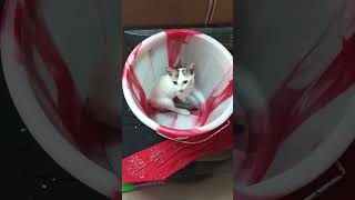 Aunty.எங்க அம்மா ஒரு கப் 🐱 சர்க்கரை கேட்டகாக🐱🐱