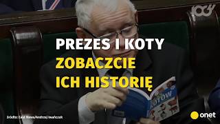 Oto wszystkie koty Jarosława Kaczyńskiego | Onet100