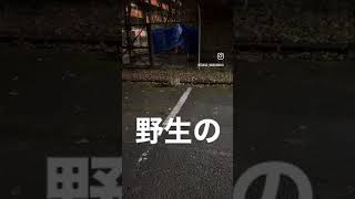 【高尾の森わくわくビレッジ】野生の…