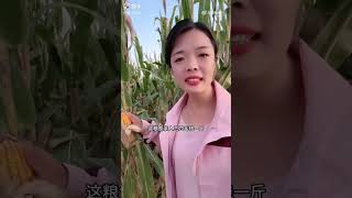 近日，多地玉米种植户反映今年玉米价格暴跌。玉米棒子4毛钱一斤，好几斤的棒子买不了一瓶矿泉水，一亩地的棒子都不够交合作医疗。“老百姓活也干了，力气也出了，到最后三四毛钱一斤，累个半死白忙活”