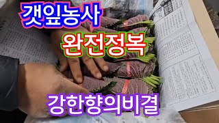 235)밀양 깻잎 농장 작년에이어 올해도 그린톡톡으로 최상의 깻잎생산 수확현장