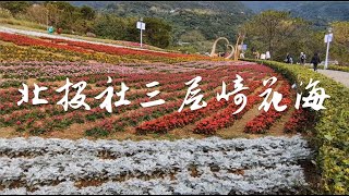 2025年北投社三層崎花海開了！