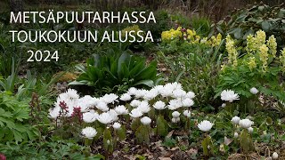 Metsäpuutarhassa toukokuun alussa 9 5 2024