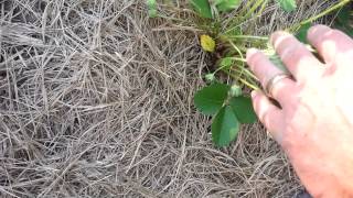 Garden Update: Strawberry Bed 05.20.2113