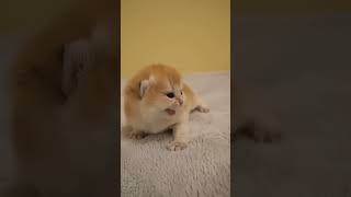 বিড়াল 😺 দুঃখী 😭আমাকে ভয় পেল! #exlittlebeans #funny_cats #cat #funny_videos #cuteanimal #cutepet #cute