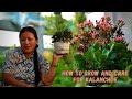 How to Grow and Care Kalanchoe For Next Season I Kalanchoe Plant Care I Pabitra Garden