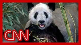 How a giant panda in the US is causing outrage in China