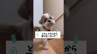 危ないんじゃないの❓🐶＃シーズー#わんこ#いぬ#犬 #マルシーズー#マルチーズ