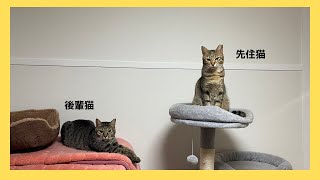 元野良猫を保護して半年、先住猫との関係はこんな感じです。笑【保護猫】