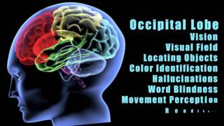 Traumatic Brain Injuries: Effects of damage to different lobes of the brain