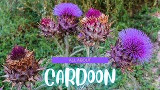 10 Cardoon Facts - Discover one of the most unique vegetables on the planet.