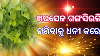 ଏହି ଉପାୟରେ ଯଦି ଗଙ୍ଗସିଭଳି ଗଛର ଏହି ଯିନିଷ ଅଣାଯାଏ ଟଙ୍କାର ଅଭାବ କେବେ ହେବ ନାହିଁ