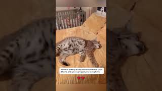 A woman picks up a baby bobcat in the wild  #animalrescue