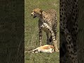 The Cheetah’s Dilemma: A Swift Kill, Lost to a Powerful Lion