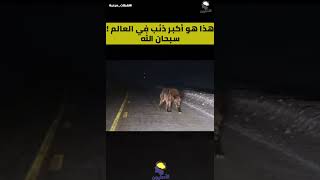 سبحان الله شاهد أكبر ذئب في العالم #shorts