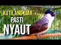 KUTILANG LIAR PASTI NYAUT DI PANCING SUARA BURUNG KUTILANG GACOR SATU INI