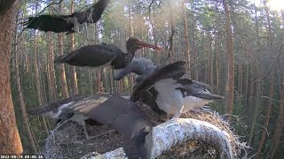 Must-toonekurg:: Karl II with breakfast, Bonus falls beautifully from the sky😄19/08/2022