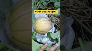 घर पर गमले में उगाएं खरबूजा | Grow Muskmelon at Home #shorts #gardening #fruit