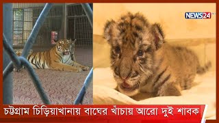 চট্টগ্রামের চিড়িয়াখানায় বাঘের খাঁচায় আরো দুই শাবক| চিড়িয়াখানায় এখন এক ডজন বাঘ 18Oct.21