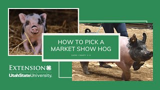 MARKET HOG SELECTION