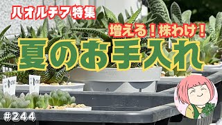 244【多肉植物】ハオルチア特集！🔰初心者さんも夏🌞簡単！お手入れで増える！増やす！増やしたい方必見！株分け・カキ仔