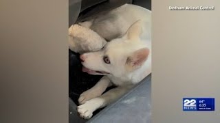 Husky puppy rescued from hot car in Dedham