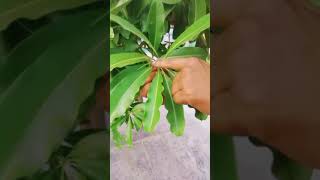 Random information about Alstonia (@Indicus_tutorials1317 )