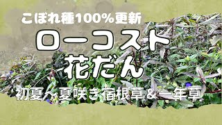 《こぼれ種100％宿根草＆一年草》こぼれ種が出る植物を選んでローコストで花壇を作ろう！