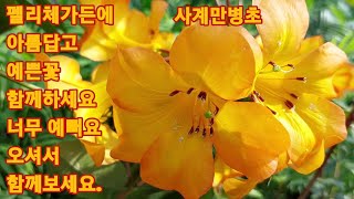 657회. 펠리체가든에 예쁘고 아름다운 꽃 보시고 힐링하세요.