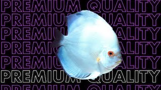 PREMIUM QUALITY STRAINS of DISCUS FISH | US Tropical Fish | Uncle Sam's Discus