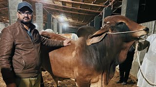 Embryo Transfer Specialist Doc. Qaiser Visited Our Farm 😍 | His Remarks 🤩 | AR Maani