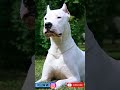 ഇവൻ കുറച്ച് പ്രശ്നക്കാരനാ.. 🥵🔥 trending dogoargentino dog doglover shorts trendingshorts