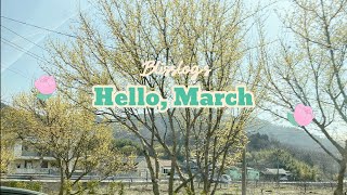 (일상) Hello, March. 3월 일상. 담양 비빔국수와 대나무숲. 구례 산수유