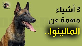 3 choses à savoir sur le Malinois - ثلاث أشياء مهمة عن المالينوا