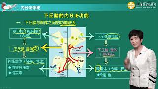 1001第01讲内分泌系统一 生理 景晴 基础班