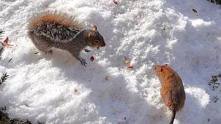 When an alpha squirrel meets an alpha rat