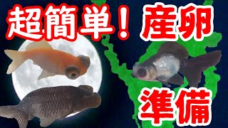 簡単にできる【金魚産卵】の準備