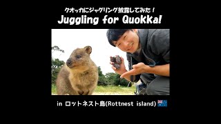 【オーストラリア】クオッカワラビーにジャグリングを披露してみた🇦🇺