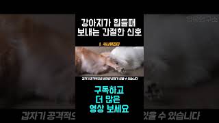 강아지가 힘들 거나 아플 때 하는 행동 1 (강형욱)