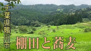 【蕎麦探訪】No.020 打墨庵 加瀬