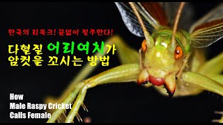 어리여치가 암컷을 부르는 방법