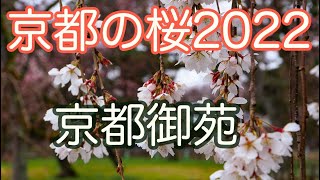 京都御苑の桜京都の桜2022